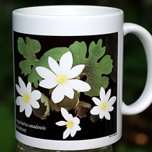 mug bloodroot 8138.jpg